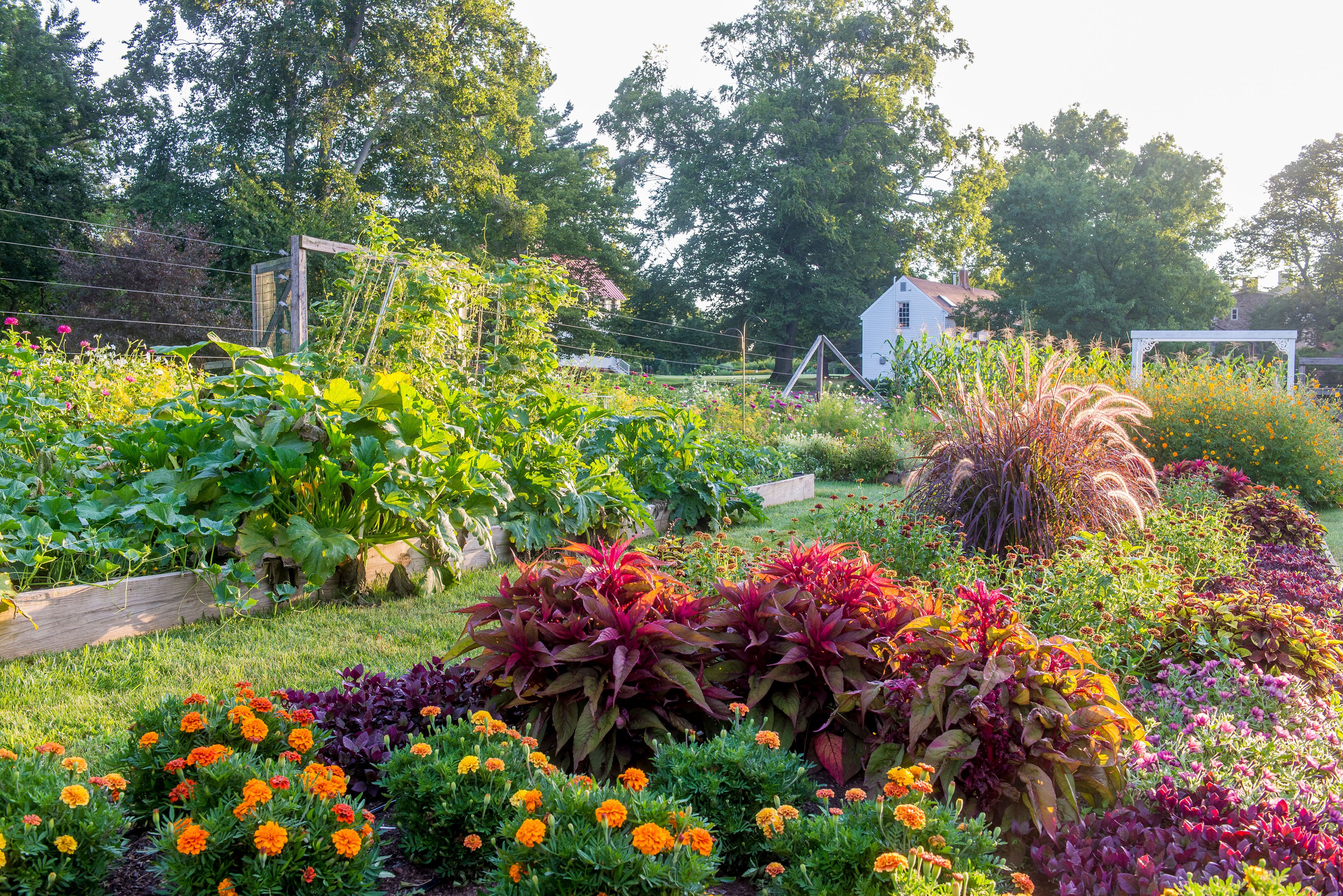色とりどりの菜園